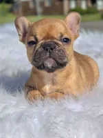 Tatum, a female French Bulldog for sale in Bardstown, KY – 4 of 5