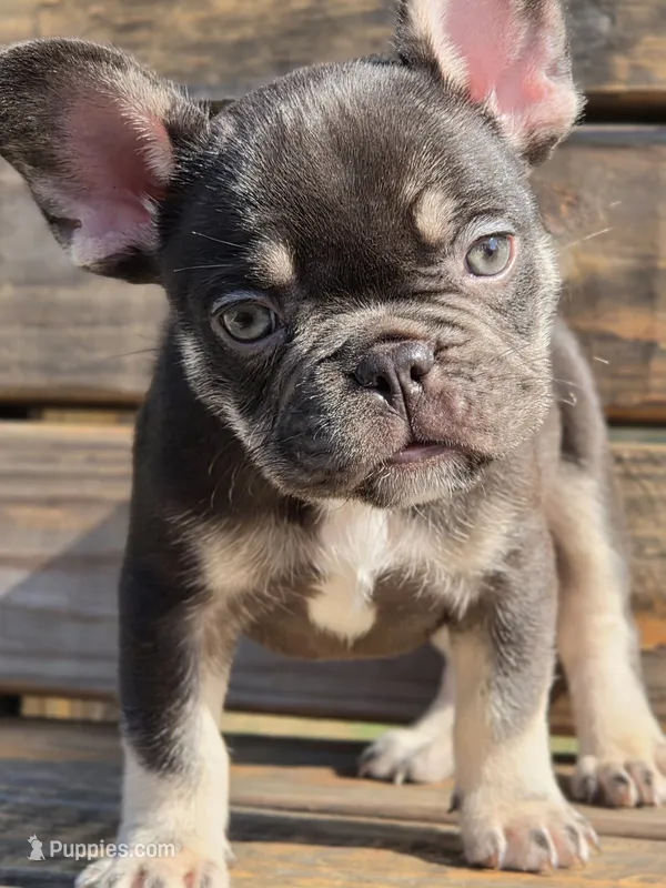 Sammy  – French Bulldog puppy for sale in Bardstown, KY