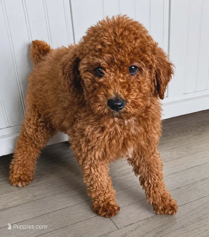 Chloe – Poodle - Miniature  puppy for sale in Bardstown, KY