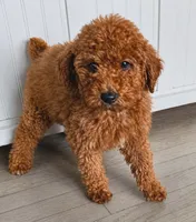Chloe, a female Poodle - Miniature  for sale in Bardstown, KY – 1 of 5
