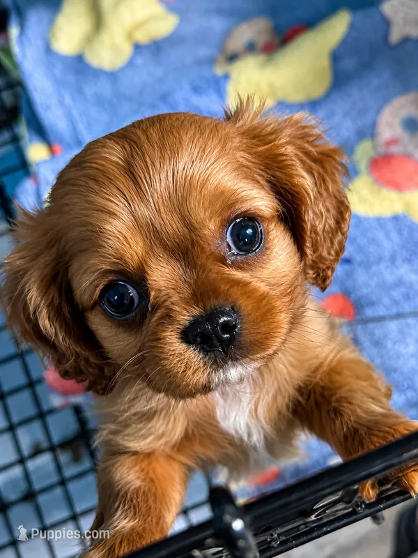 Bubbles – Cavalier King Charles Spaniel puppy for sale in Bardstown, KY