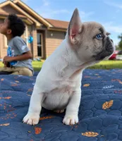 Micah, a male French Bulldog for sale in Bardstown, KY – 2 of 5