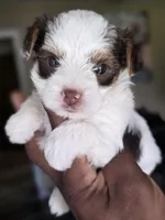 Pandora The Chocolate Parti  Toy Yorkie, a female Yorkshire Terrier for sale in Bardstown, KY – 2 of 6