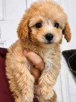Lil Bit, a female Poodle - Toy  for sale in Bardstown, KY – 2 of 2