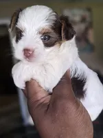 Pandora The Chocolate Parti  Toy Yorkie, a female Yorkshire Terrier for sale in Bardstown, KY – 5 of 6