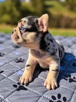 Fatima, a female French Bulldog for sale in Bardstown, KY – 4 of 7