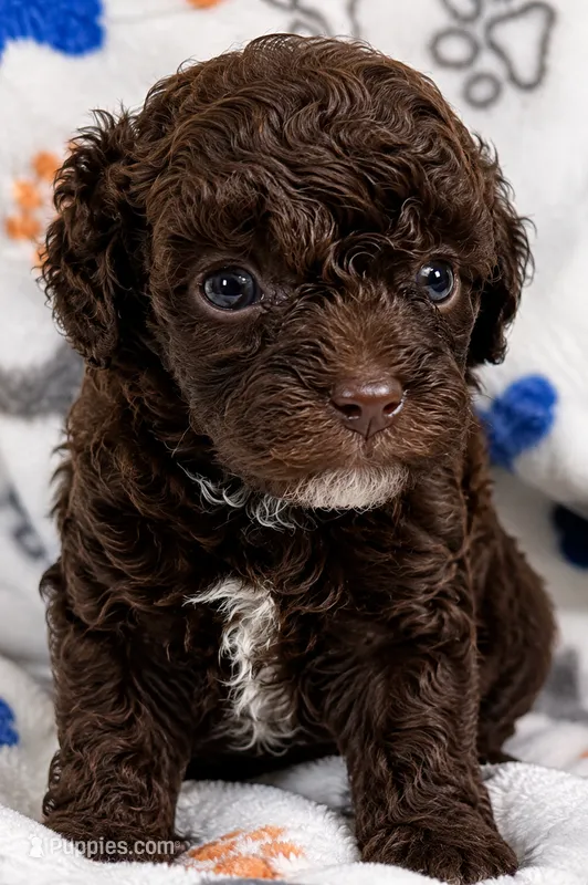 Tootsie Roll  – Poodle - Toy  puppy for sale in Bardstown, KY