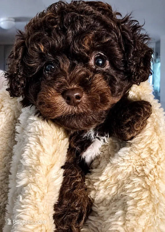Hershey – Poodle - Toy  puppy for sale in Bardstown, KY