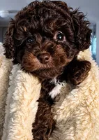 Hershey, a male Poodle - Toy  for sale in Bardstown, KY – 1 of 1