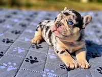 Fatima, a female French Bulldog for sale in Bardstown, KY – 5 of 7