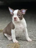 Shilo, a male Boston Terrier for sale in Bardstown, KY – 6 of 6