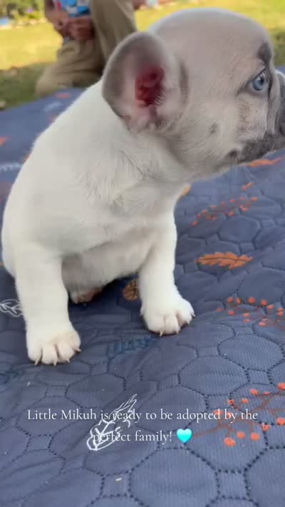 Micah, a male French Bulldog for sale in Bardstown, KY – 5 of 5