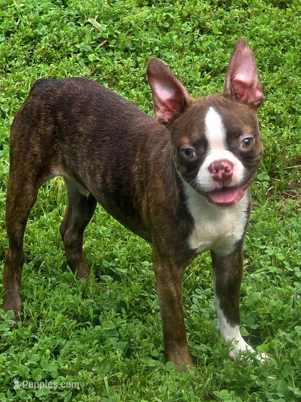 Choco – Boston Terrier puppy for sale in Bardstown, KY