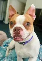  Tippy, a female Boston Terrier for sale in Bardstown, KY – 3 of 3