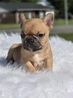 Tatum, a female French Bulldog for sale in Bardstown, KY – 1 of 5