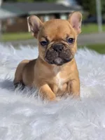 Tatum, a female French Bulldog for sale in Bardstown, KY – 2 of 5