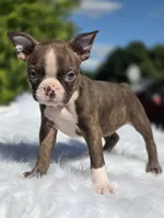 Choco, a male Boston Terrier for sale in Bardstown, KY – 3 of 6