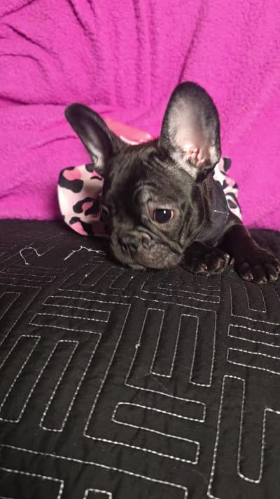 Raven, a female French Bulldog for sale in Bardstown, KY – 2 of 2