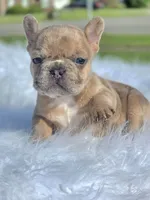 Tico, a male French Bulldog for sale in Bardstown, KY – 3 of 7