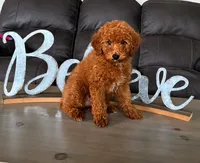 Chloe, a female Poodle - Miniature  for sale in Bardstown, KY – 3 of 5