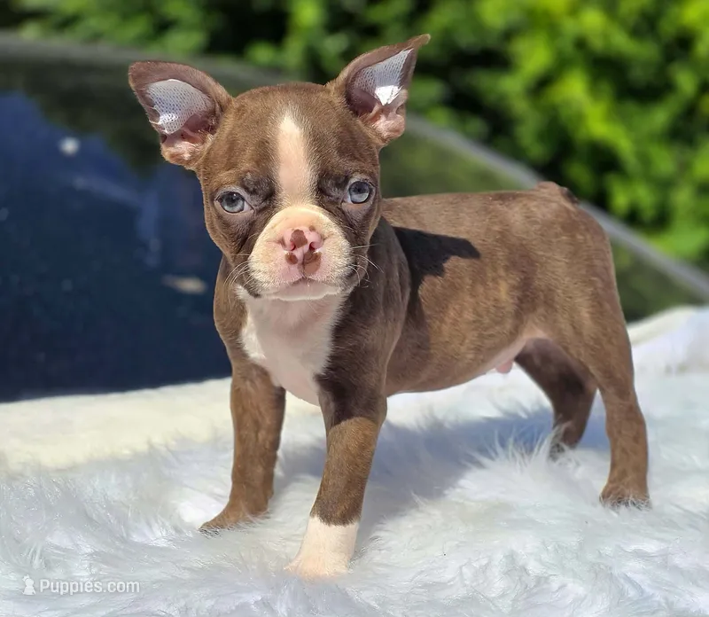 Choco – Boston Terrier puppy for sale in Bardstown, KY