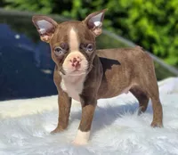 Choco, a male Boston Terrier for sale in Bardstown, KY – 1 of 6