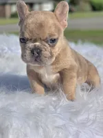 Tico, a male French Bulldog for sale in Bardstown, KY – 2 of 7