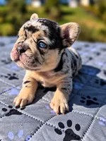 Fatima, a female French Bulldog for sale in Bardstown, KY – 6 of 7