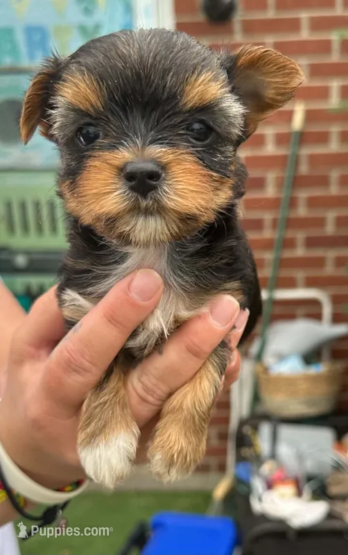 Tika – Yorkshire Terrier puppy for sale in Bardstown, KY