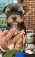 Tika, a female Yorkshire Terrier for sale in Bardstown, KY – 1 of 2
