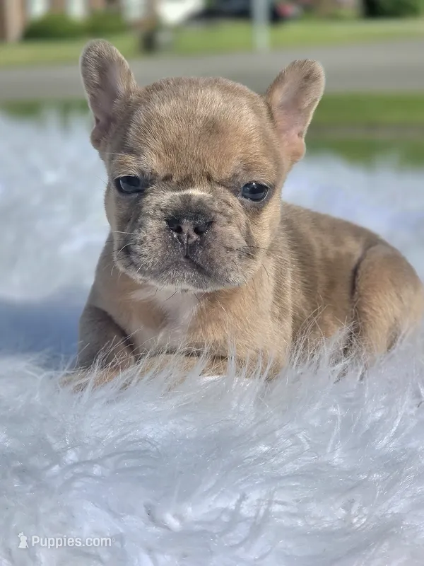 Tico – French Bulldog puppy for sale in Bardstown, KY