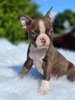 Choco, a male Boston Terrier for sale in Bardstown, KY – 4 of 6