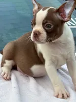 Shilo, a male Boston Terrier for sale in Bardstown, KY – 2 of 6