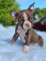 Choco, a male Boston Terrier for sale in Bardstown, KY – 6 of 6