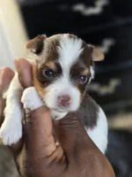 PICASSO , a male Yorkshire Terrier for sale in Bardstown, KY – 1 of 8