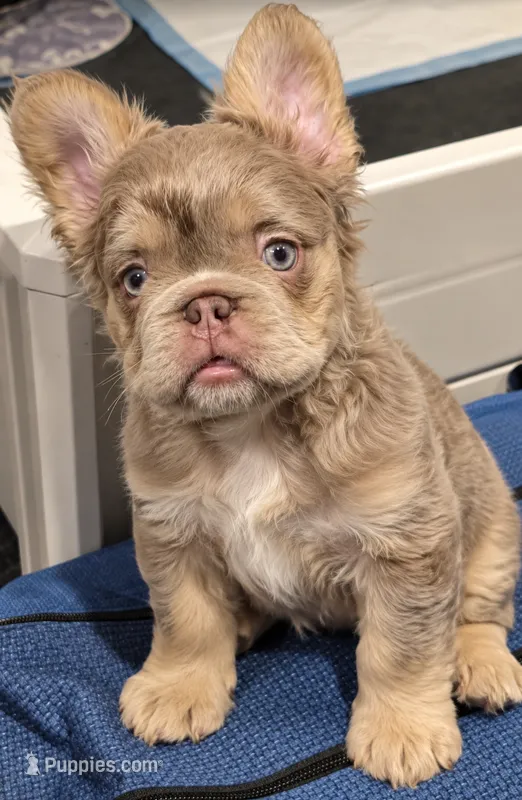 Coatie – French Bulldog puppy for sale in Bardstown, KY