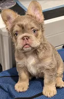 Coatie, a male French Bulldog for sale in Bardstown, KY – 1 of 1