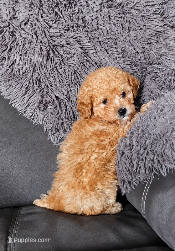 TILLY  – Bichpoo puppy for sale in Bardstown, KY
