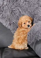 TILLY , a female Bichpoo for sale in Bardstown, KY – 1 of 1
