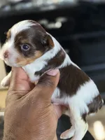 PICASSO , a male Yorkshire Terrier for sale in Bardstown, KY – 4 of 8