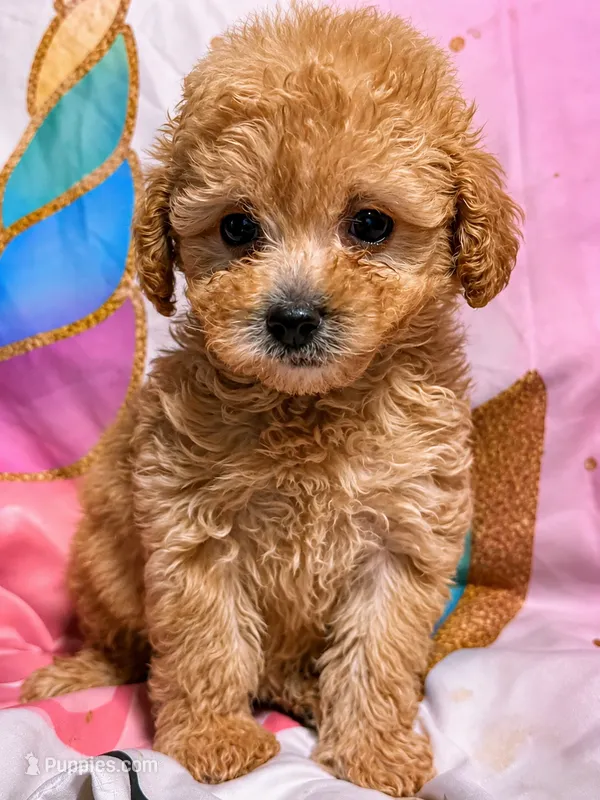 Lil Bit – Poodle - Toy  puppy for sale in Bardstown, KY