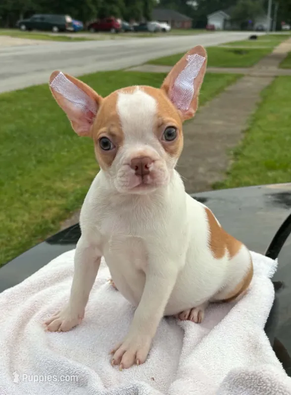 Abagail – Boston Terrier puppy for sale in Bardstown, KY