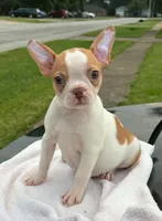 Abagail, a female Boston Terrier for sale in Bardstown, KY – 1 of 3