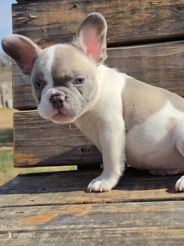 Micah – French Bulldog puppy for sale in Bardstown, KY