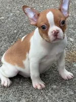 Peanut, a male Boston Terrier for sale in Bardstown, KY – 2 of 5