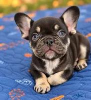 Sammy , a male French Bulldog for sale in Bardstown, KY – 2 of 5