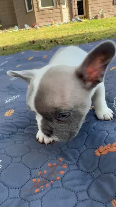 Codi, a male French Bulldog for sale in Bardstown, KY – 4 of 4