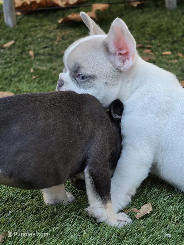 Codi – French Bulldog puppy for sale in Bardstown, KY