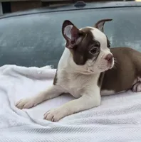 Shilo, a male Boston Terrier for sale in Bardstown, KY – 4 of 6
