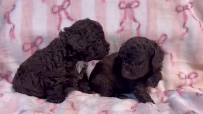 Tootsie Roll , a male Poodle - Toy  for sale in Bardstown, KY – 2 of 2